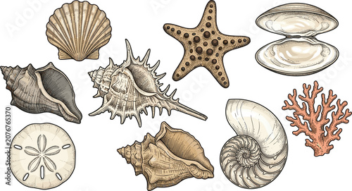Fotografía Vintage Engraving Style Colored Marine Life Vector Set with Scallop Starfish Ope