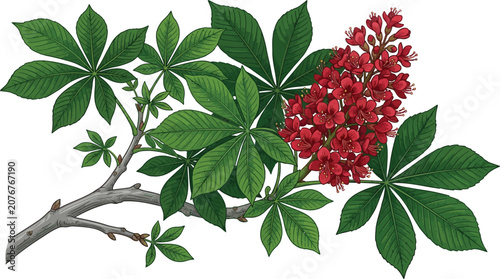 Foto Detailed botanical illustration of a Horse Chestnut tree branch with vibrant red