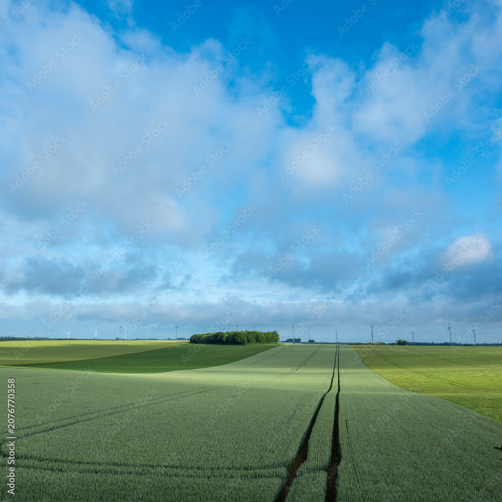Fototapeta premium fields with young corn in countryside of northern france
