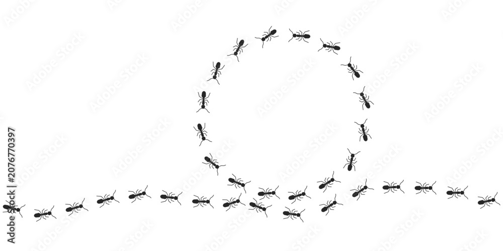 Fototapeta premium Circle frame of black ants marching banner isolated on white background. Circle silhouette. Numerous black ant silhouettes create an organised. Vector illustration. EPS10.