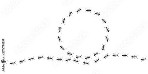 Circle frame of black ants marching banner  isolated on white background. Circle silhouette.  Numerous black ant silhouettes create an organised. Vector illustration. EPS10.