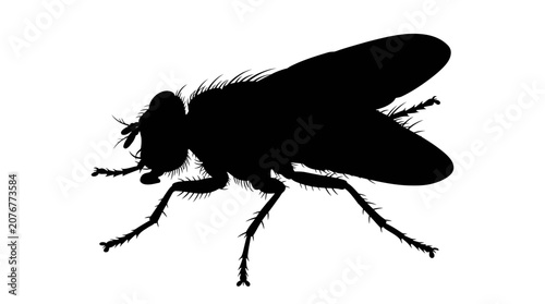 Bild auf Leinwand Black Silhouette Of A Common Housefly On A White Background