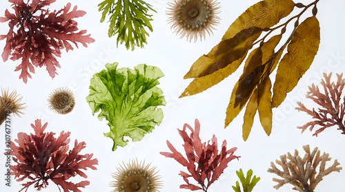 Various types of sea plants and colorful seaweed flat lay on white background