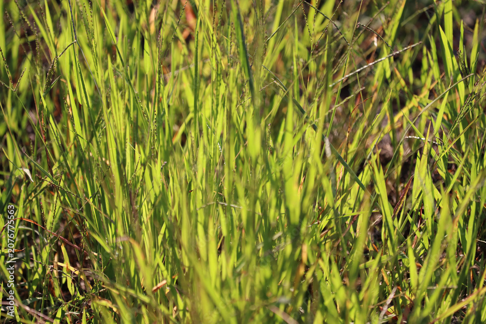 Obraz premium Vibrant wildflower meadow in sunlight