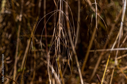 dry grass in the wind
