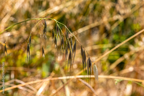 grass in the wind