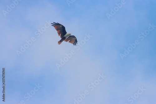 The Brahminy Kite is a graceful bird of prey with a chestnut body and striking white head. Soaring over rivers and coastlines, it symbolizes freedom, power, and the beauty of the wild.