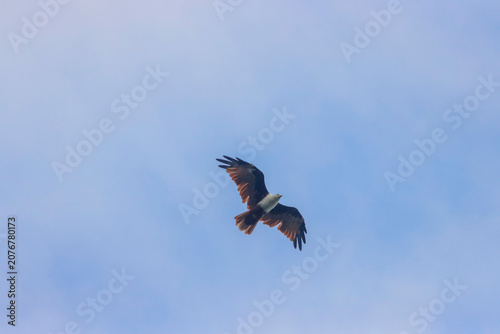 The Brahminy Kite is a graceful bird of prey with a chestnut body and striking white head. Soaring over rivers and coastlines, it symbolizes freedom, power, and the beauty of the wild.