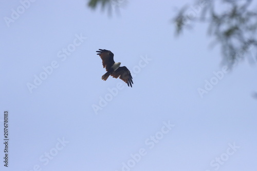 The Brahminy Kite is a graceful bird of prey with a chestnut body and striking white head. Soaring over rivers and coastlines, it symbolizes freedom, power, and the beauty of the wild.