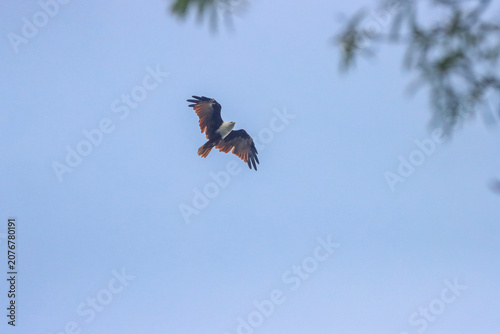 The Brahminy Kite is a graceful bird of prey with a chestnut body and striking white head. Soaring over rivers and coastlines, it symbolizes freedom, power, and the beauty of the wild.