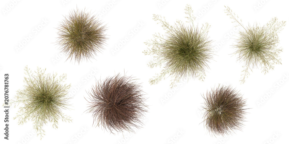 Obraz premium Collection of Carex,Celtica grass isolated on white background from the top view