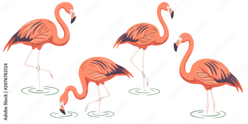 Obraz premium Pink flamingo vector illustration set. Exotic tropical birds standing in water isolated on white background. Hand drawn cartoon design element