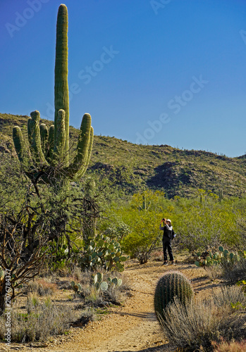 A female photographer on a desert trail in Saguaro National Park, Arizona focuses on a saguaro cactus twenty-five feet tall under a brilliant blue sky among palo verde trees and barrel cactus.