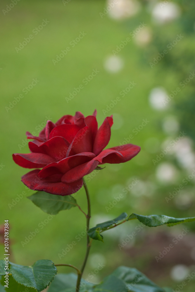 Obraz premium Varietal roses in the garden in different colors