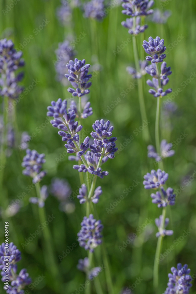 Obraz premium Beautiful lavender in the garden in summer