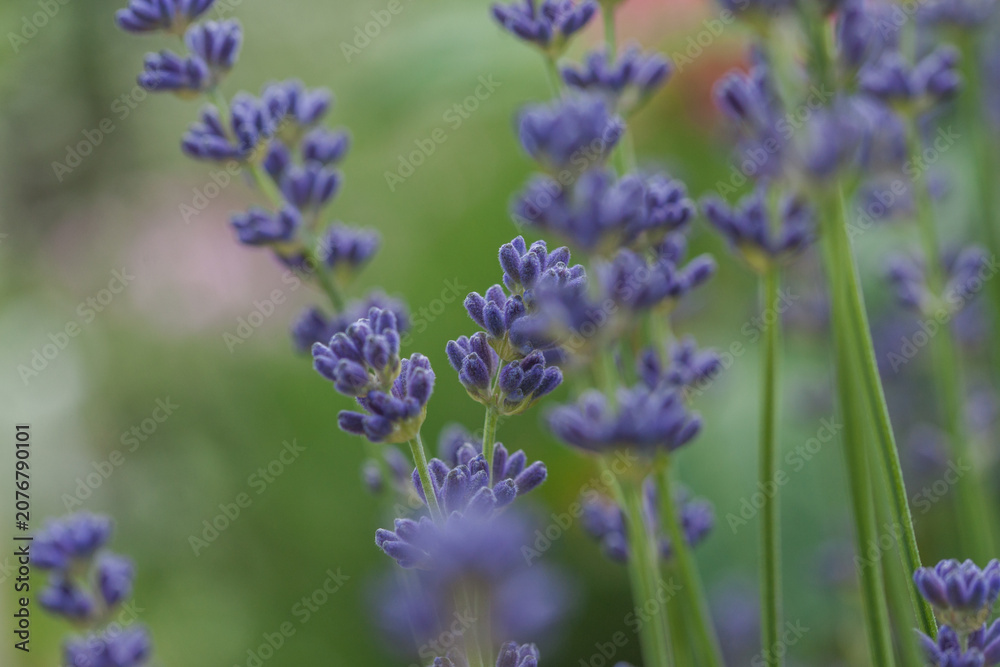Obraz premium Beautiful white lavender in the garden in summer