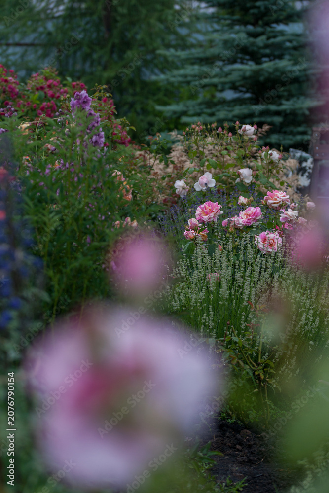 Obraz premium Varietal roses in the garden in different colors