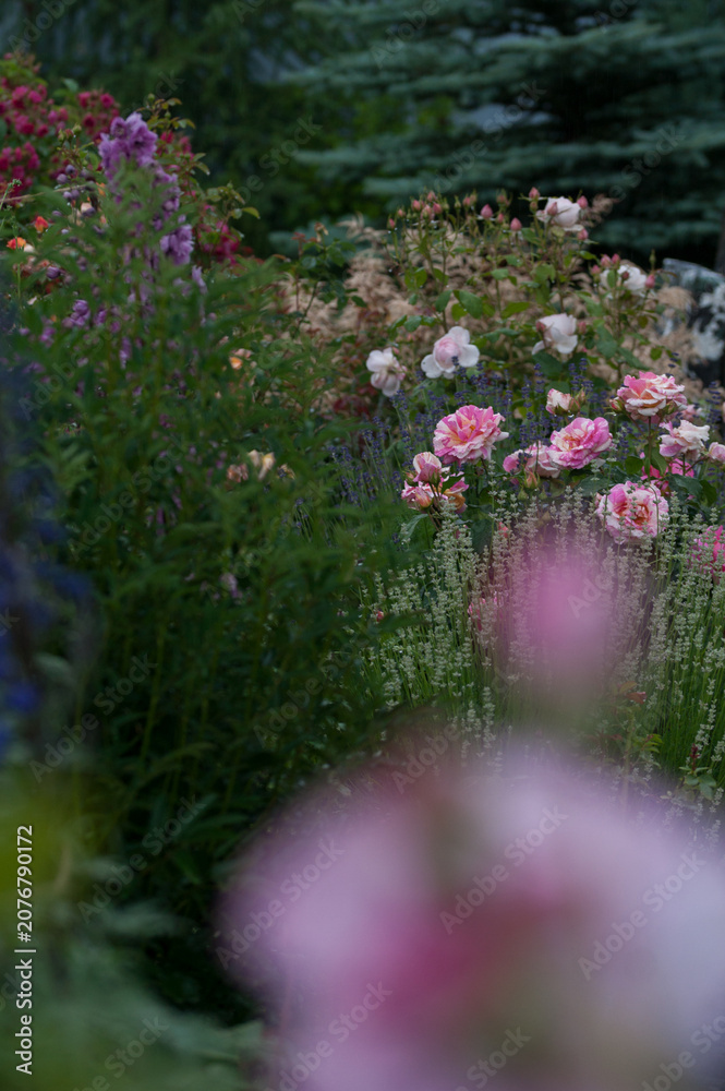 Obraz premium Varietal roses in the garden in different colors