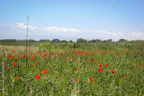 Obraz na plátně Scenic field of blooming red poppies in spring meadow under blue sky