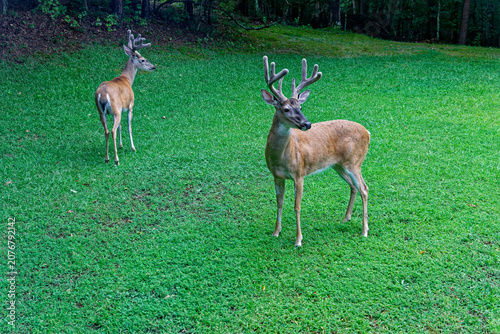 Two young male deers closeup
