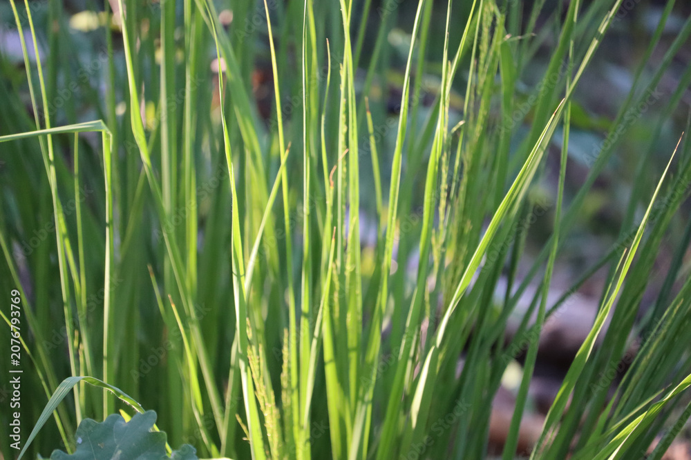 Fototapeta premium Vibrant grass field in sunlight