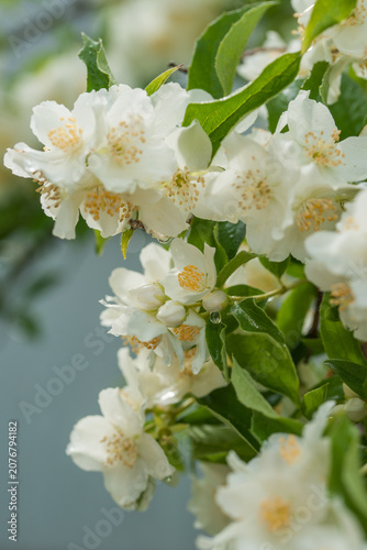 A blooming mock orange in the garden during the rain