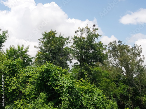 Natural landscape view of clouds in blue sky background and green trees, nature photography, cloudscape wallpaper 