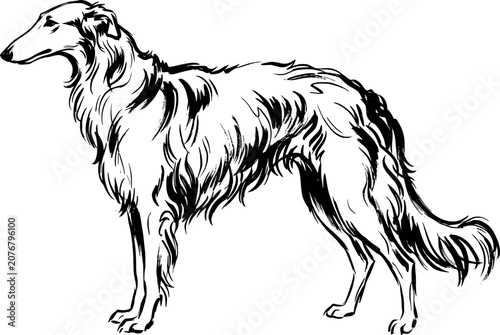 Tableau sur toile Vector illustration of a borzoi dog, a russian sighthound breed with long, silky