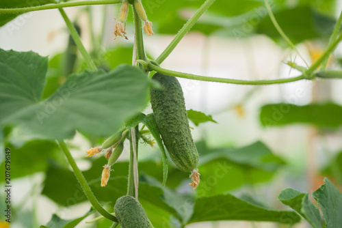 Canvastavla Cucumbers ripen in the beds of the greenhouse in the summer.