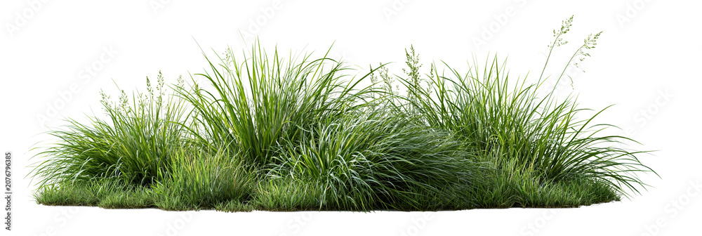 Fototapeta premium Green grass tuft isolated on transparent background PNG