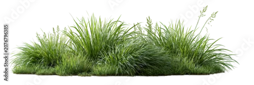 Panel kuchenny z motywem Green grass tuft isolated on transparent background PNG