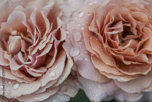 Foto Beautiful varietal roses in the summer rain in the garden