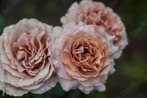 Valokuva Beautiful varietal roses in the summer rain in the garden
