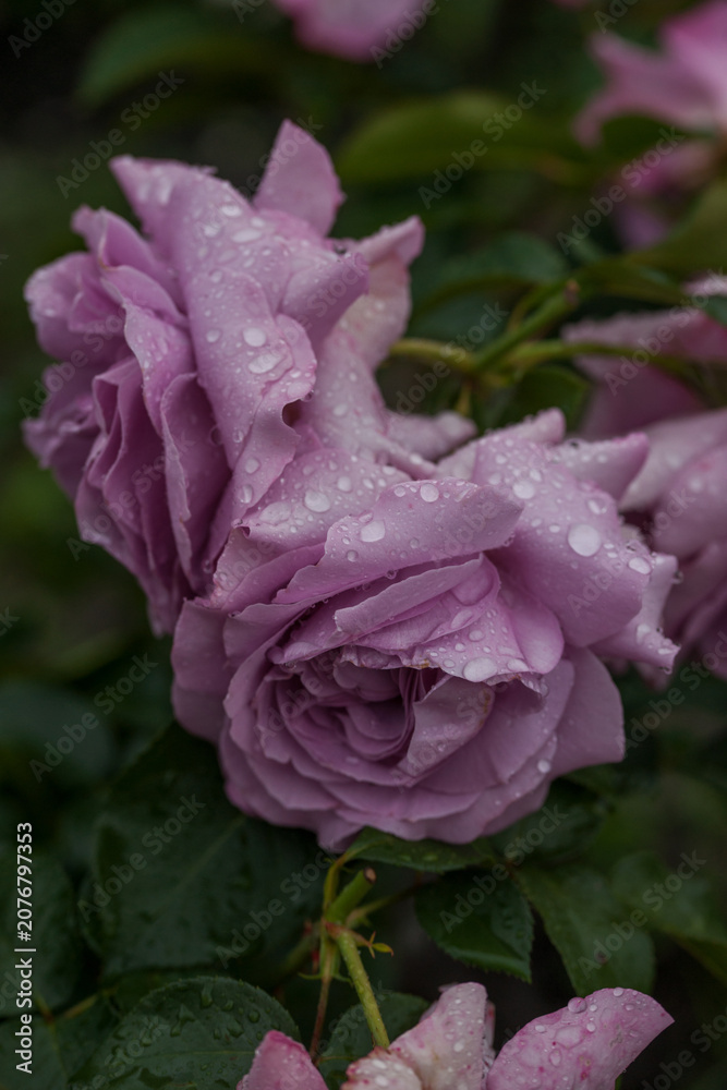 Obraz premium Beautiful varietal roses in the summer rain in the garden