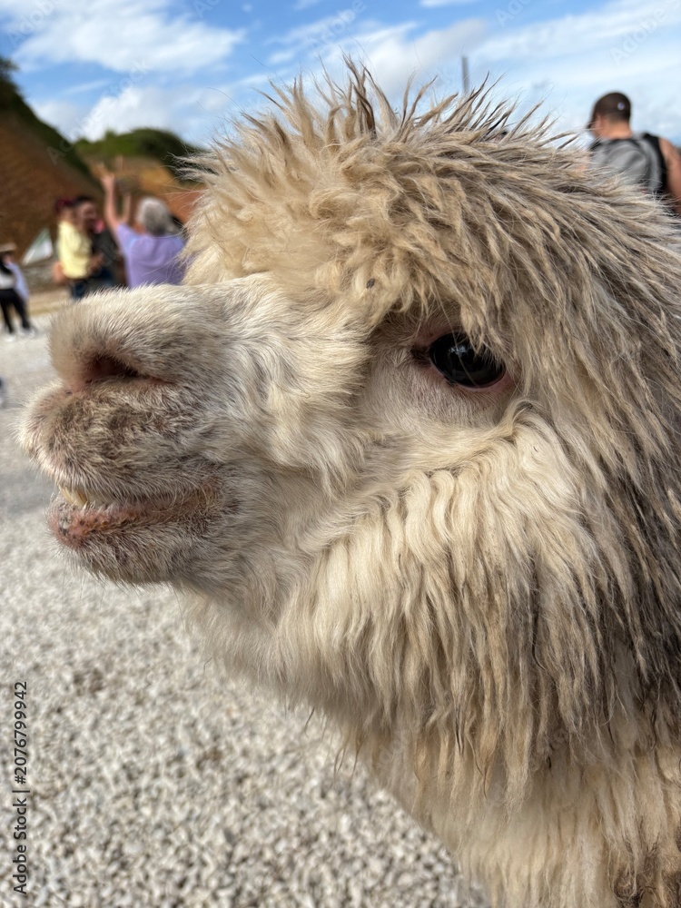 Obraz premium portrait of a donkey