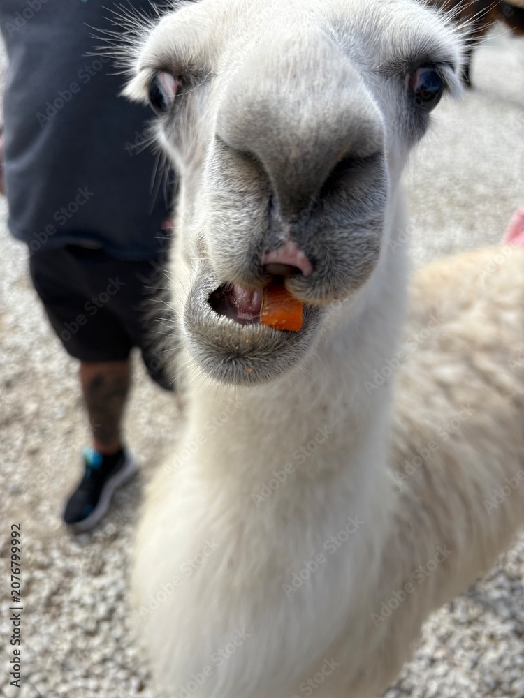 Obraz premium white alpaca portrait