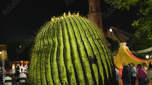 Queretaro Giant Barrel Cactus In Night Plaza 