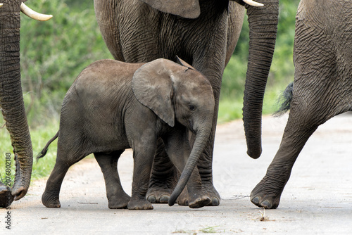 Photos Baby elephant