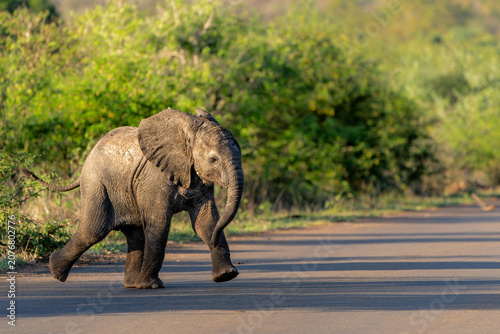 Foto Baby elephant