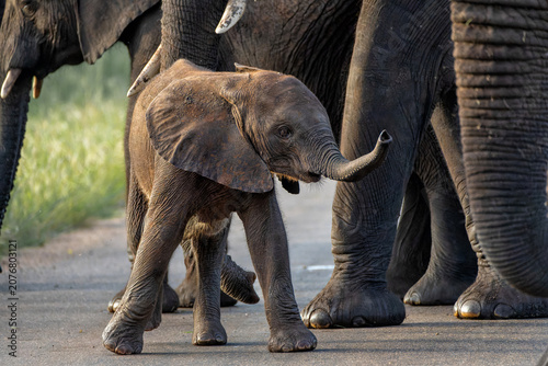 Fotografie Baby elephant
