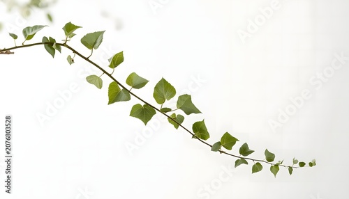 Green Vine with Fresh Leaves Isolated on White Background