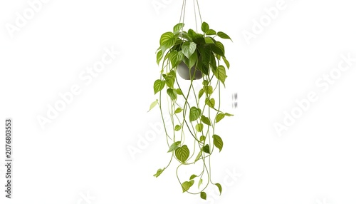 Green Vine with Fresh Leaves Isolated on White Background