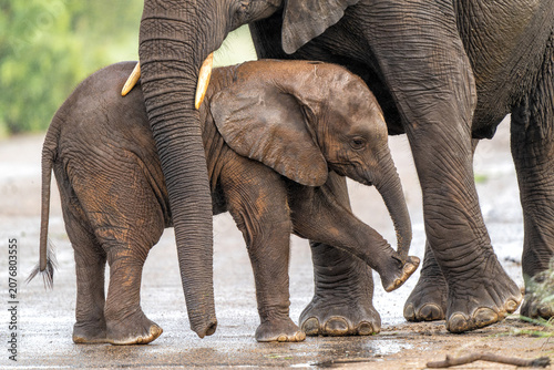 Photos Baby elephant