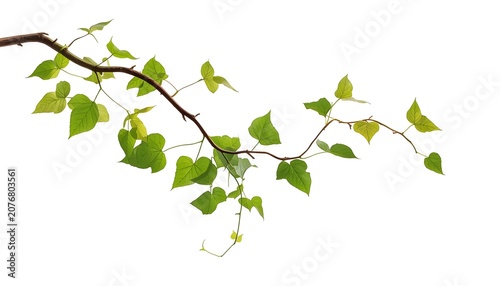 Green Vine with Fresh Leaves Isolated on White Background