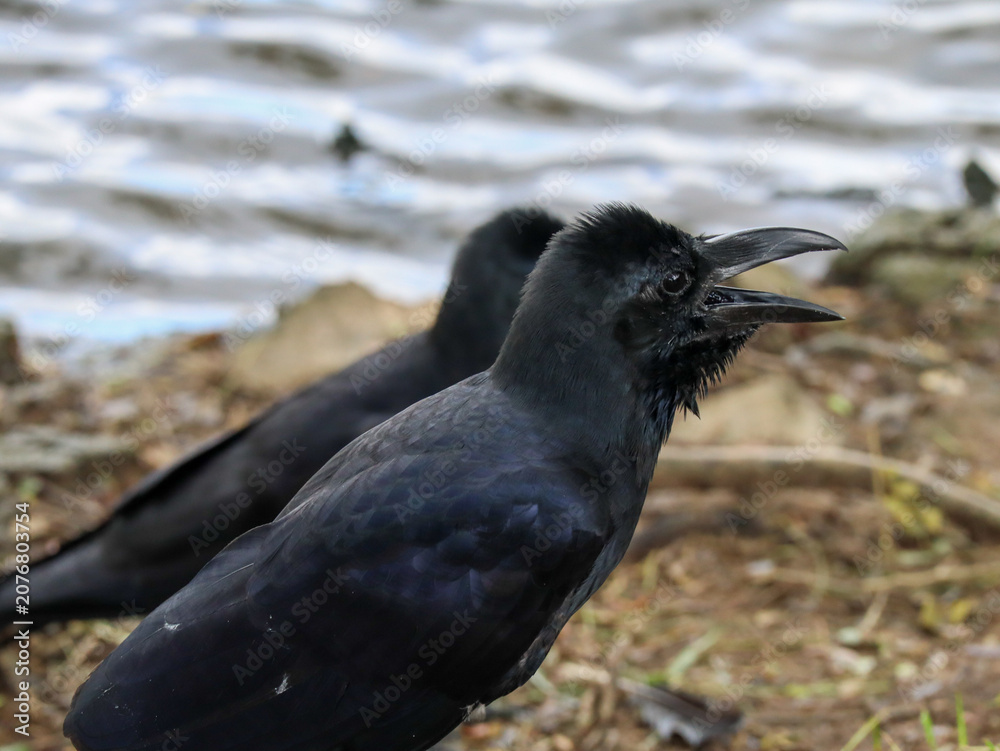 Obraz premium Close-Up of a Black Crow With Its Beak Open by the Water