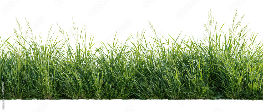 Fototapeta premium Green grass tufts with fresh lawn on transparent background