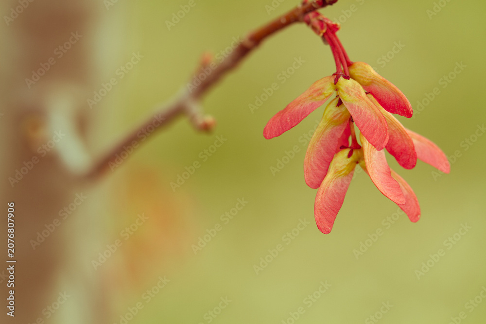 Fototapeta premium Close-Up Macro of Seed Pods from a Red Sunset Maple Tree in the Early Spring