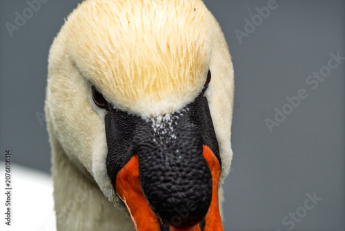 Bild auf Leinwand Mute Swan (Cygnus olor) head portrait