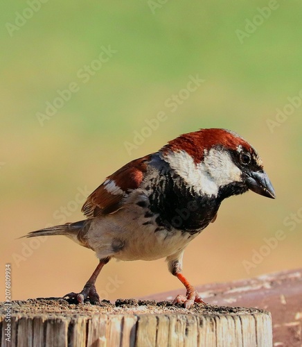 Cuadro en lienzo red backed shrike