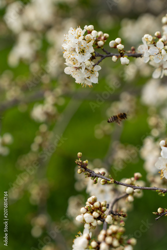 Cherry Blossoms in Full Bloom